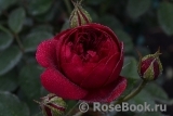 Darcey Bussell Darcey Bussell