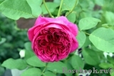 William Shakespeare 2000 William Shakespeare 2000