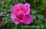 Rosenfee Rosenfee