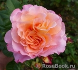 Augusta Luise Augusta Luise
