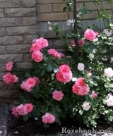 Rosarium Uetersen Rosarium Uetersen