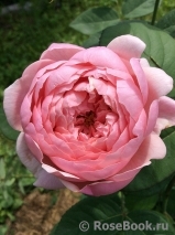 The Alnwick Rose The Alnwick Rose