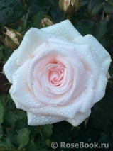 Rosa Belmonte Rosa Belmonte