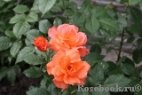 Westerland Westerland