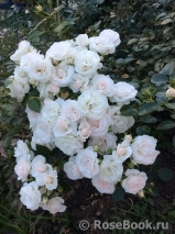 Aspirin Rose Aspirin Rose