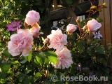 Generous Gardener, The Generous Gardener, The