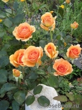 Ashram Ashram