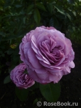 Lavender Ice Lavender Ice