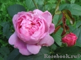 Mary Rose Mary Rose