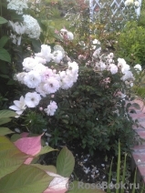 Aspirin Rose Aspirin Rose