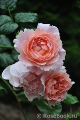Strawberry Hill Strawberry Hill