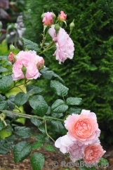Strawberry Hill Strawberry Hill