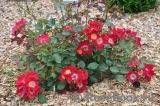 Rouge Meillandecor Rouge Meillandecor