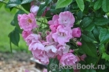 Apple Blossom Apple Blossom