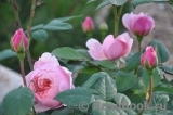 The Alnwick Rose The Alnwick Rose
