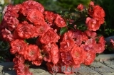 Coral Drift ® Coral Drift ®