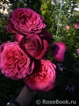 Johann Wolfgang von Goethe Rose® Johann Wolfgang von Goethe Rose®