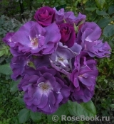 Rhapsody in Blue Rhapsody in Blue
