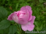 Mary Rose Mary Rose