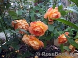 Lady of Shalott Lady of Shalott