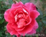 Les blouses roses ® Les blouses roses ®