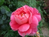 Les blouses roses ® Les blouses roses ®