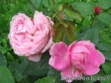 Mary Rose Mary Rose