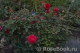Darcey Bussell Darcey Bussell