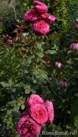Johann Wolfgang von Goethe Rose® Johann Wolfgang von Goethe Rose®