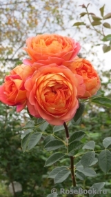 Lady of Shalott Lady of Shalott