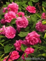 Zephirine Drouhin Zephirine Drouhin