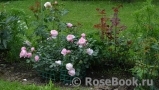 Hans Gonewein Rose Hans Gonewein Rose