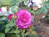 Heidi Klum Rose Heidi Klum Rose