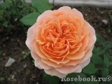 Crown Princess Margareta® Crown Princess Margareta®
