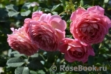 Jubilee Celebration® Jubilee Celebration®