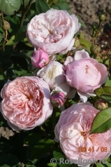 The Alnwick Rose The Alnwick Rose
