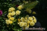 Golden Border Golden Border