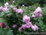 Mary Rose Mary Rose