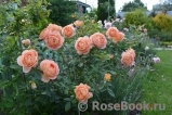 Lady of Shalott Lady of Shalott