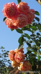 Lady of Shalott Lady of Shalott