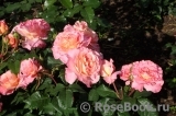 Augusta Luise Augusta Luise