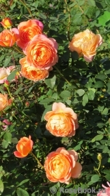 Lady of Shalott Lady of Shalott