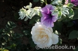 Crocus Rose® Crocus Rose®