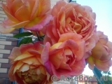 Lady of Shalott Lady of Shalott
