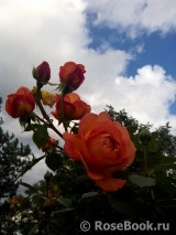 Lady of Shalott Lady of Shalott