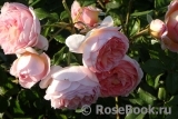Abraham Darby Abraham Darby