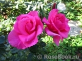 Feller & Feller Rose ®