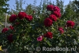 Darcey Bussell Darcey Bussell