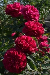 Darcey Bussell Darcey Bussell