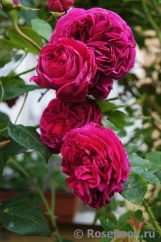 Falstaff® Falstaff®